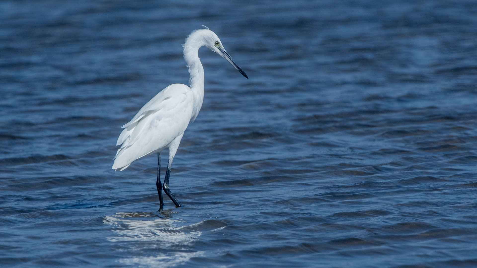 Little Egret